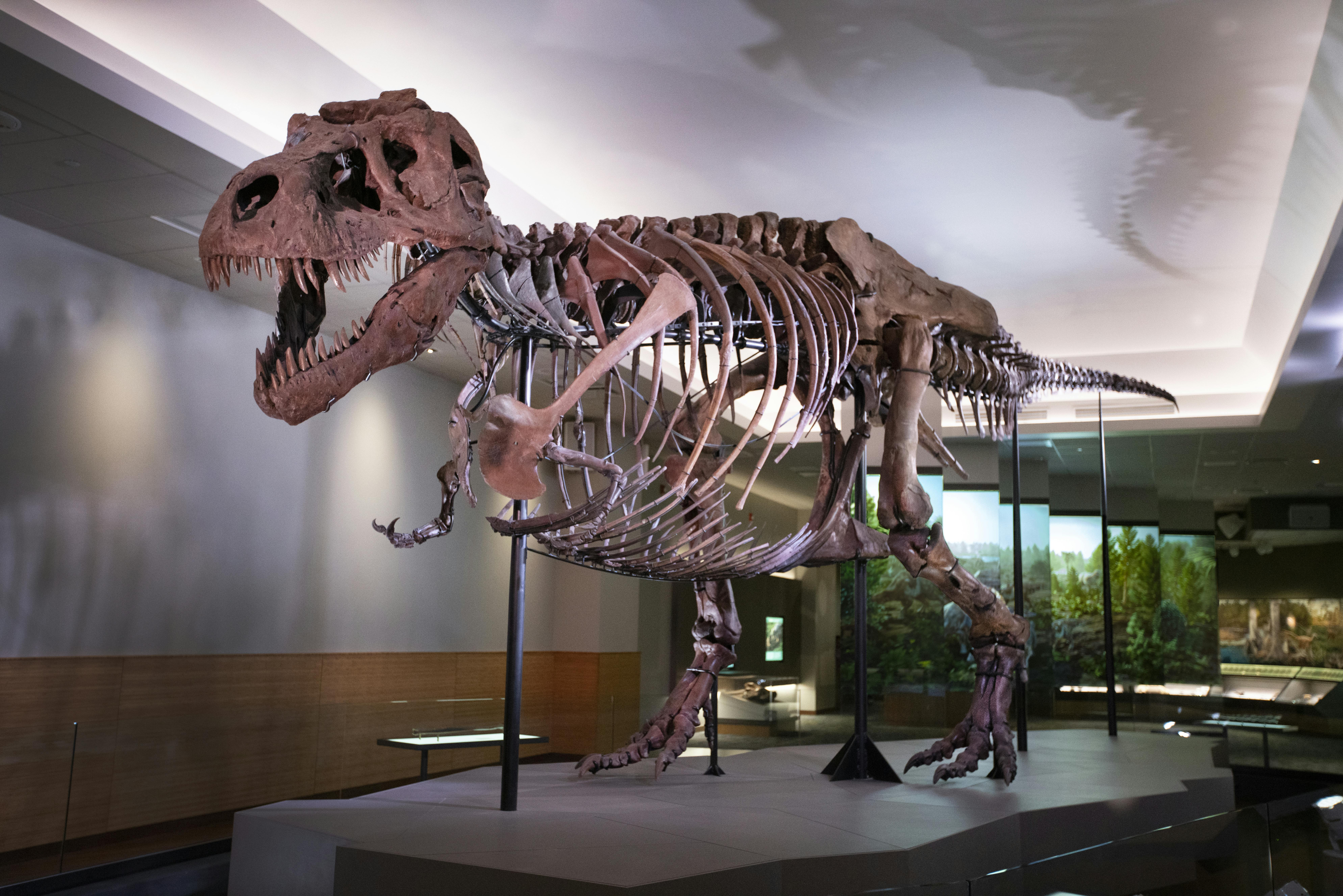The Field Museum of Natural History: Pass - Photo 1 of 7